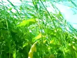 बीबीडब्ल्यू एमेच्योर ...